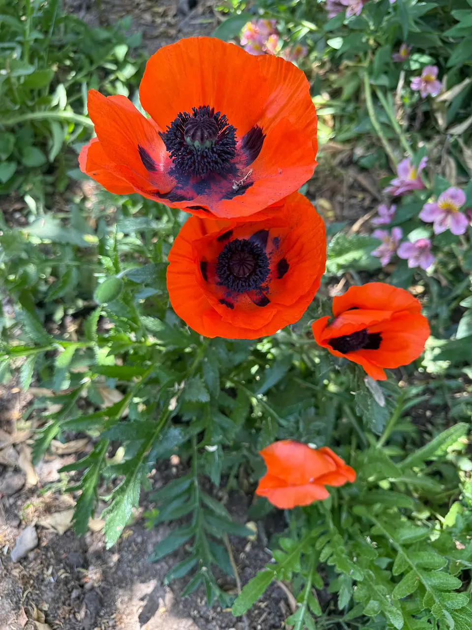 Amapola roja turca 1