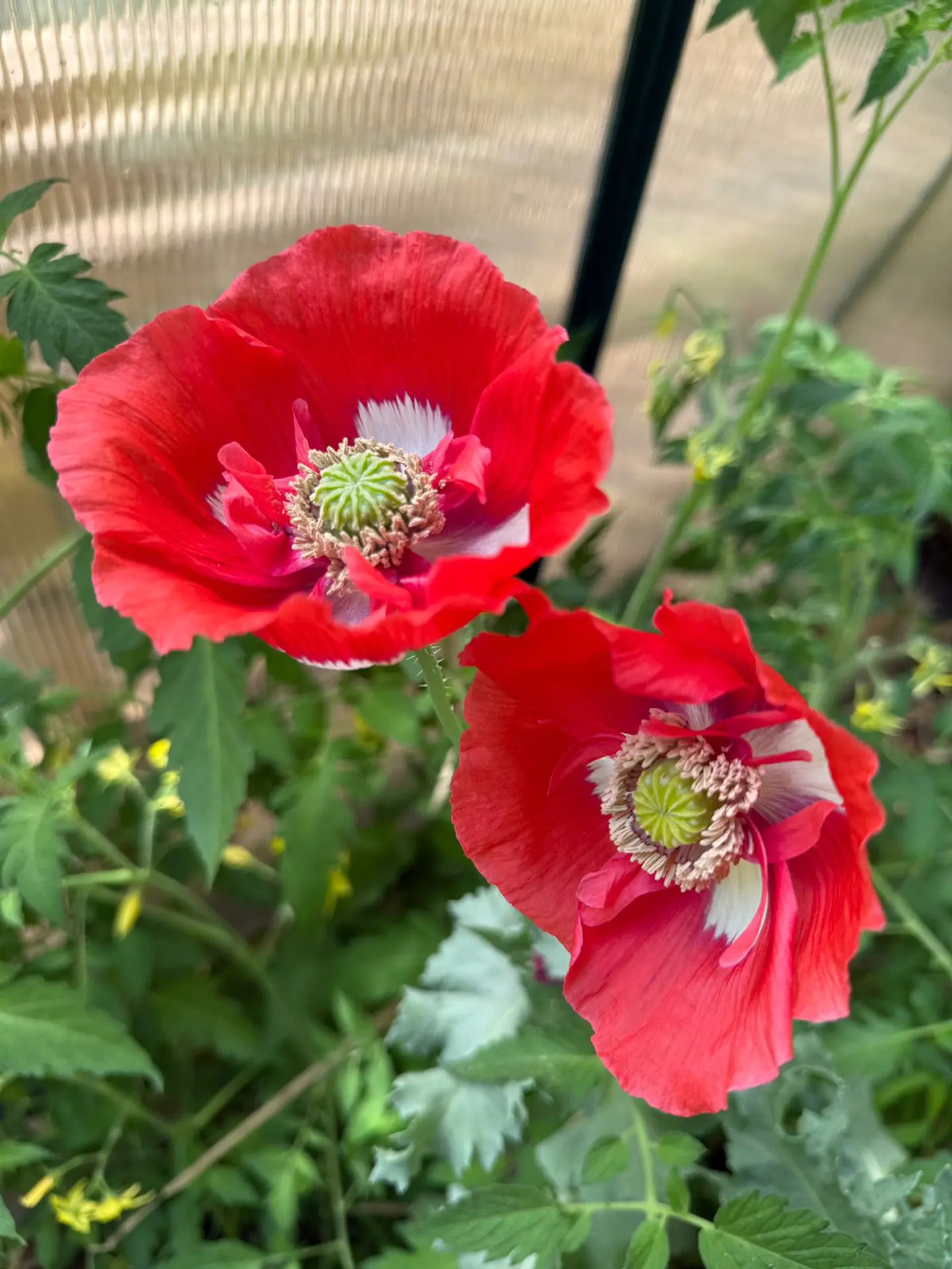 Amapola danish flag 1