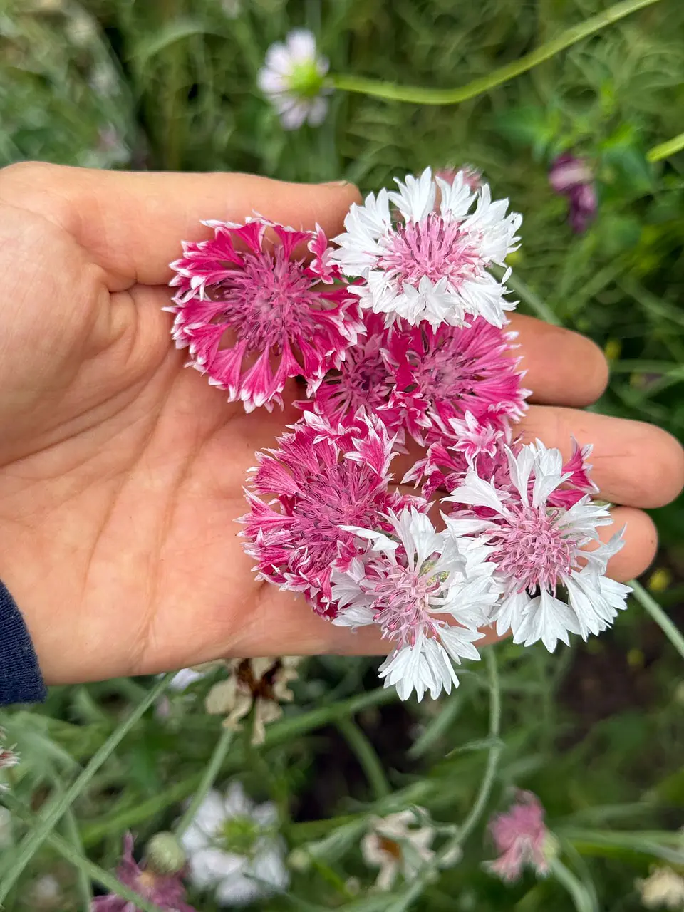 Centaurea classic romantic 1