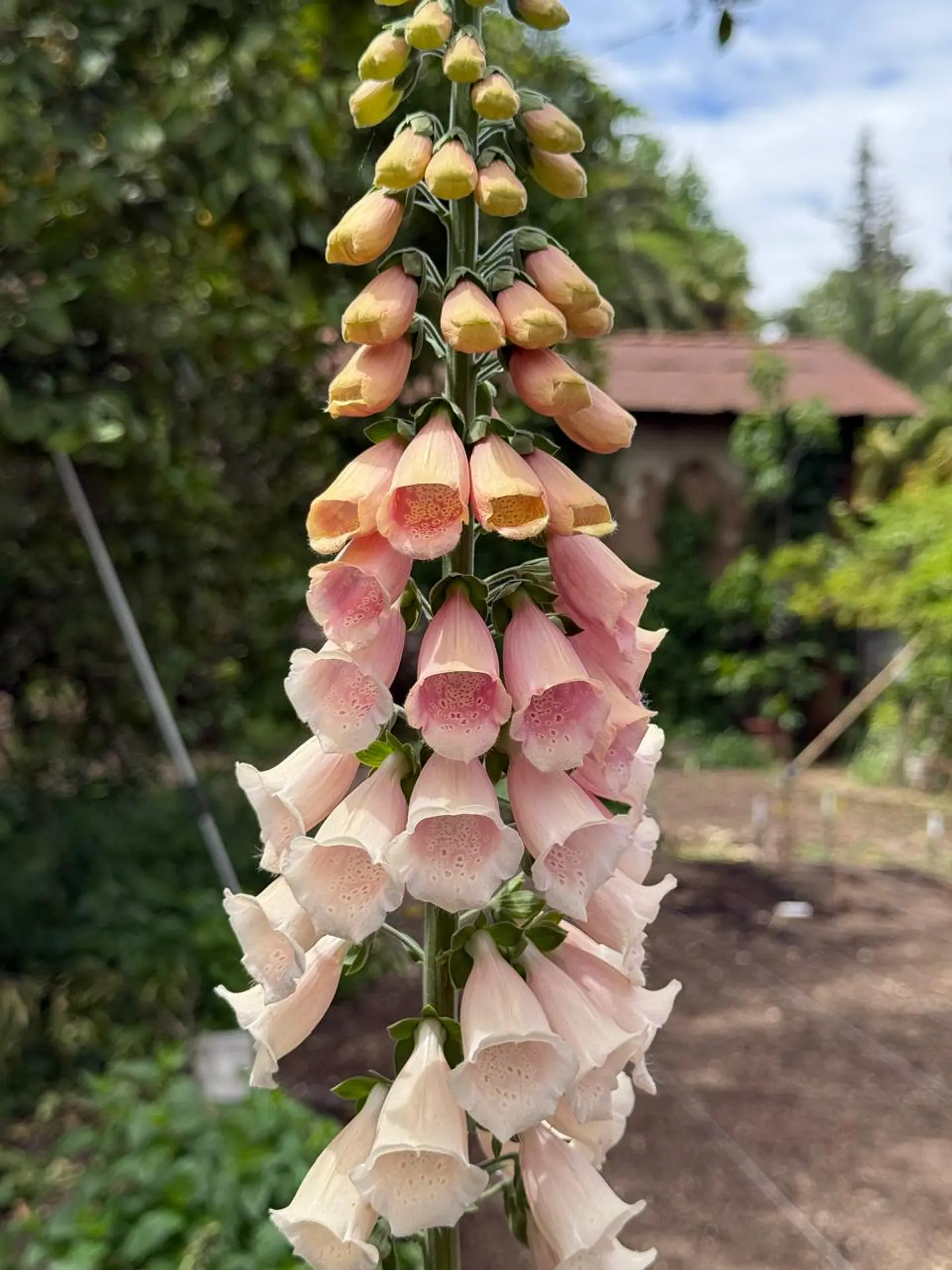 Digitalis apricot beauty 1
