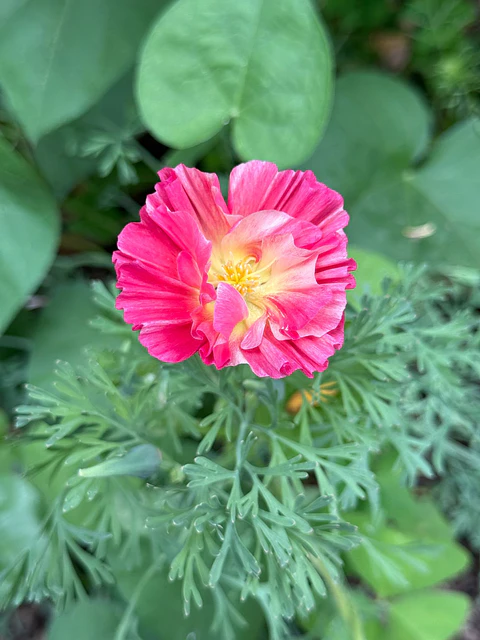 Amapola californiana thai silk rose chiffon 