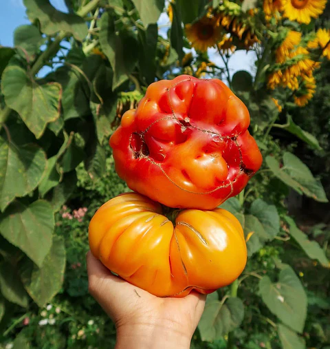 Zapotec ananas ribbed