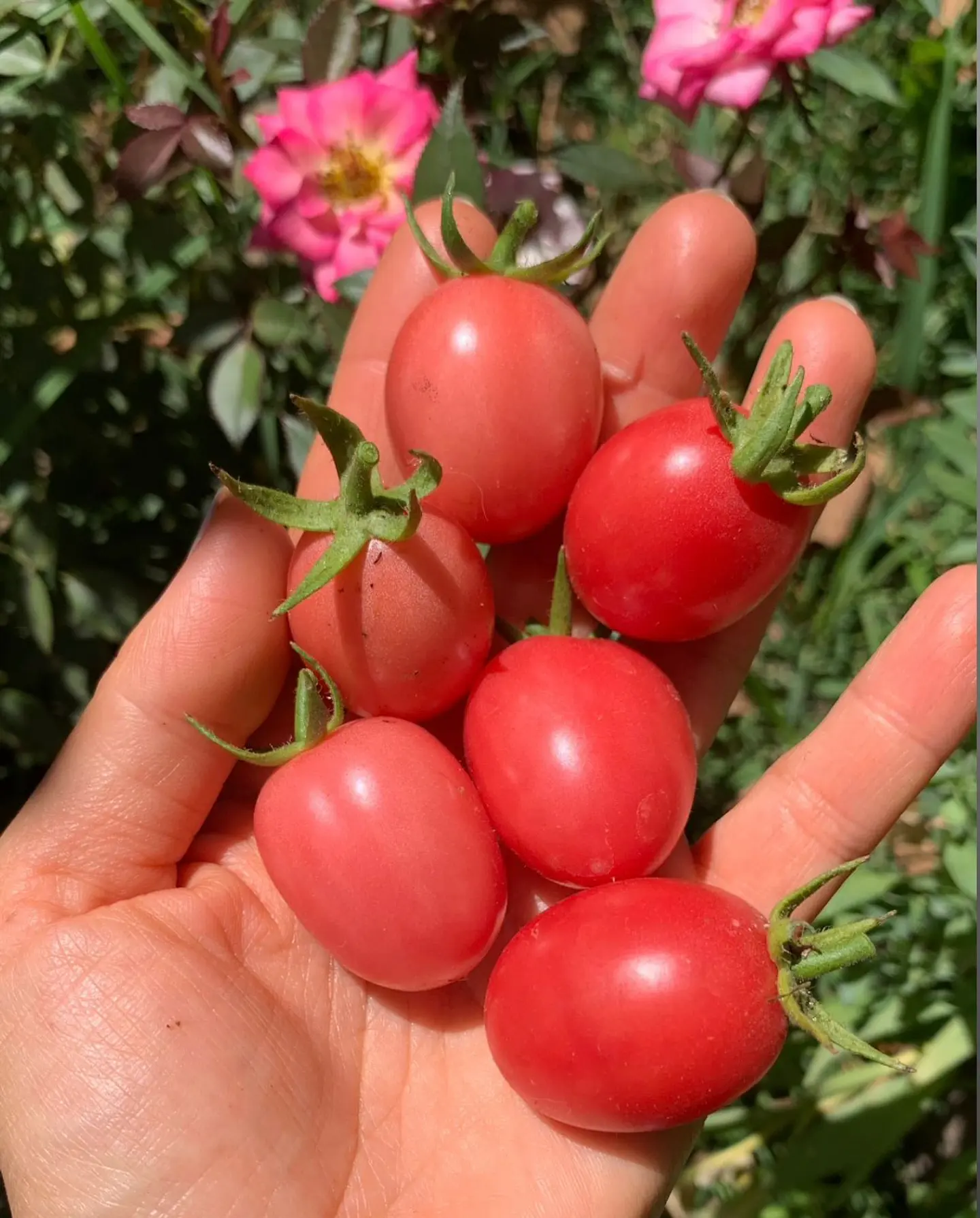 Thai pink egg 1