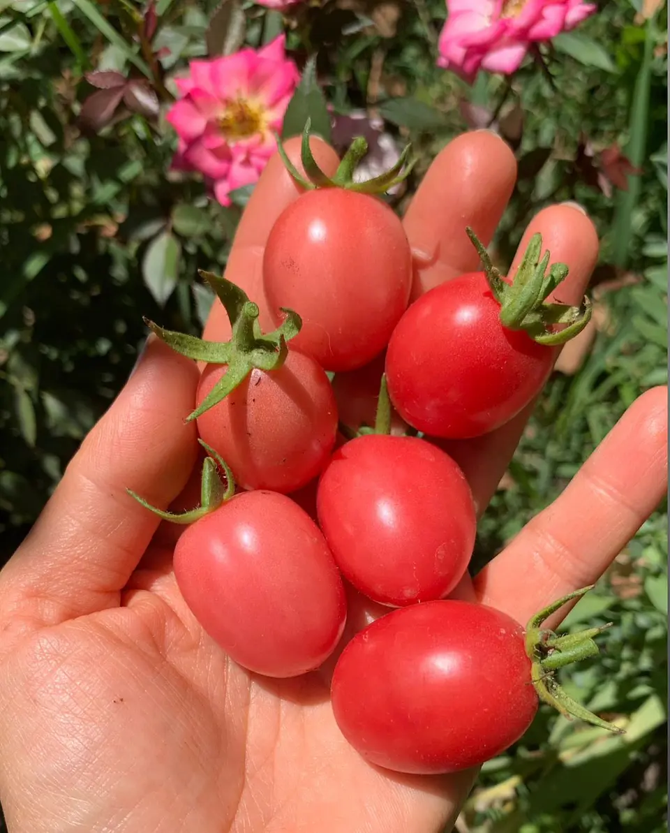 Thai pink egg 1