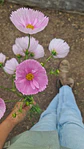 Curso online Cultivo de flores - Miniatura 1