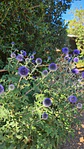 Curso online Cultivo de flores - Miniatura 2