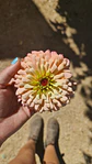 Curso online Cultivo de flores - Miniatura 4