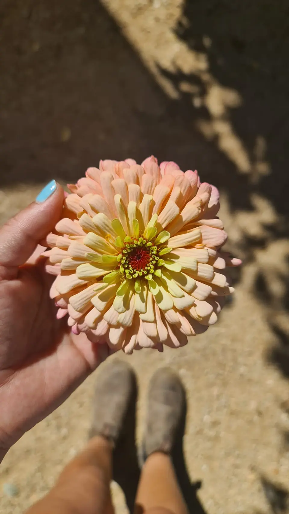 Curso online Cultivo de flores 4