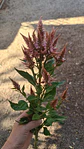 Celosia mix - Miniatura 2