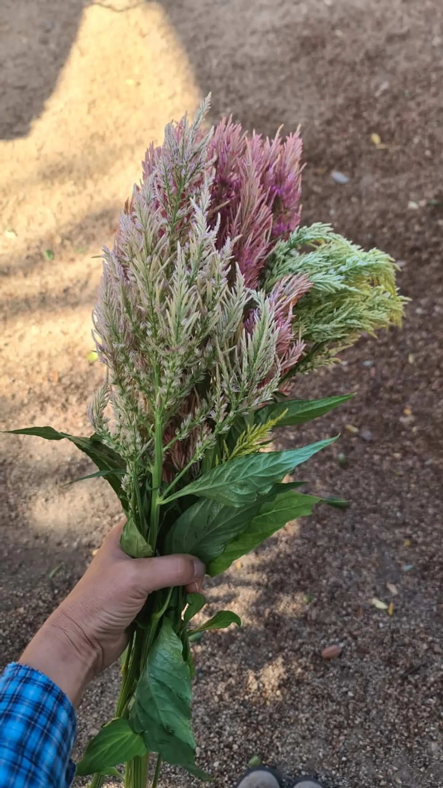 Celosia mix 3
