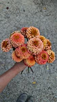 Pack primavera - Miniatura 8