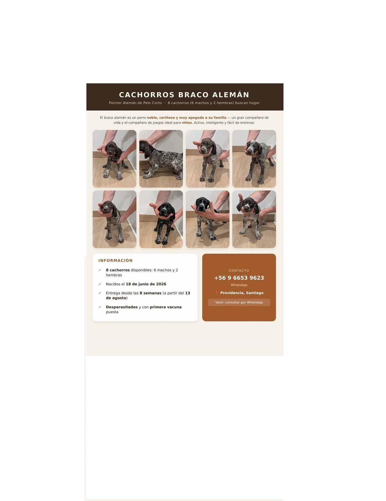 Cachorros Braco Aleman