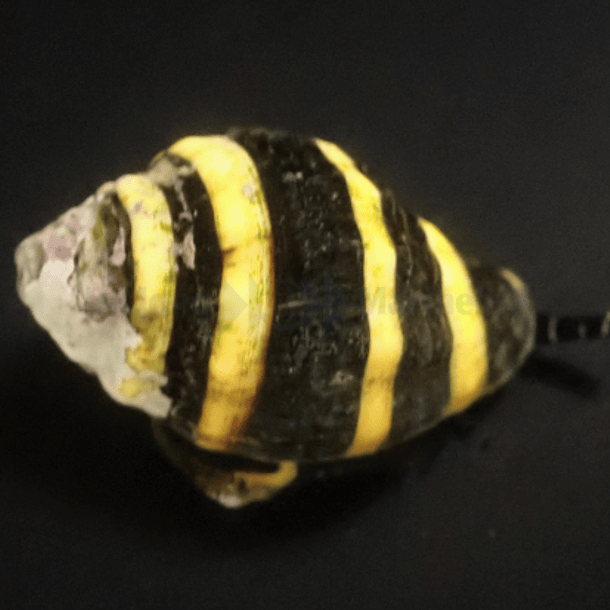 Begging engine (Bumble bee snail)