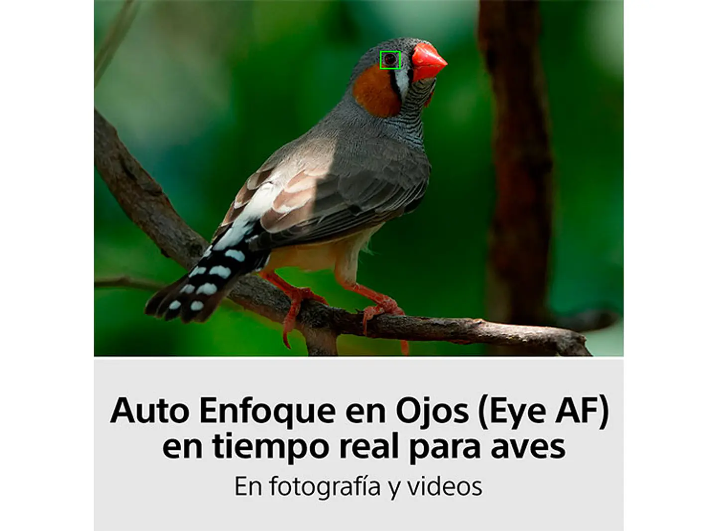 CAMARA HÍBRIDA SONY ILCE-7M4K FULL-FRAME ALPHA 7 IV 6