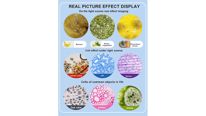Microscopio Metalico Binocular Woehrs 40x-1000x Cámara Usb 10