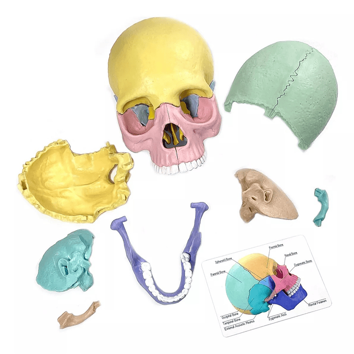 Rompecabezas 3D Modelo Anatómico del Cráneo Humano 55633 5