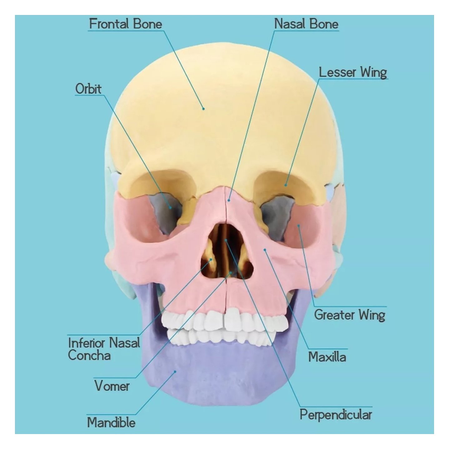 Rompecabezas 3D Modelo Anatómico del Cráneo Humano 55633 6