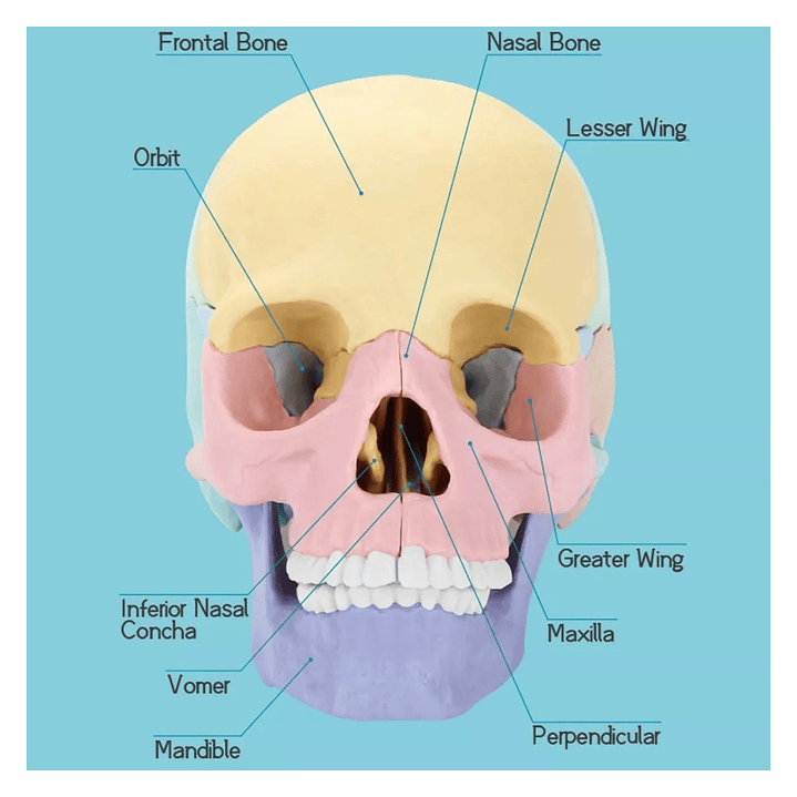 Rompecabezas 3D Modelo Anatómico del Cráneo Humano 55633 6