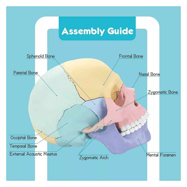 Rompecabezas 3D Modelo Anatómico del Cráneo Humano 55633 7