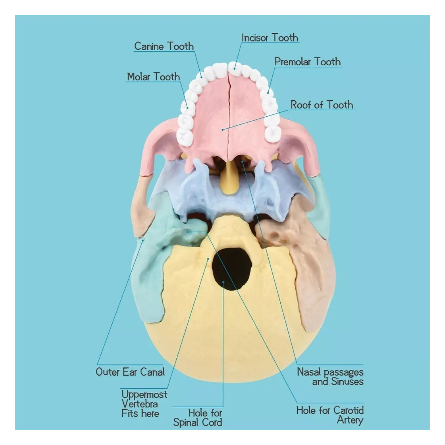Rompecabezas 3D Modelo Anatómico del Cráneo Humano 55633 8