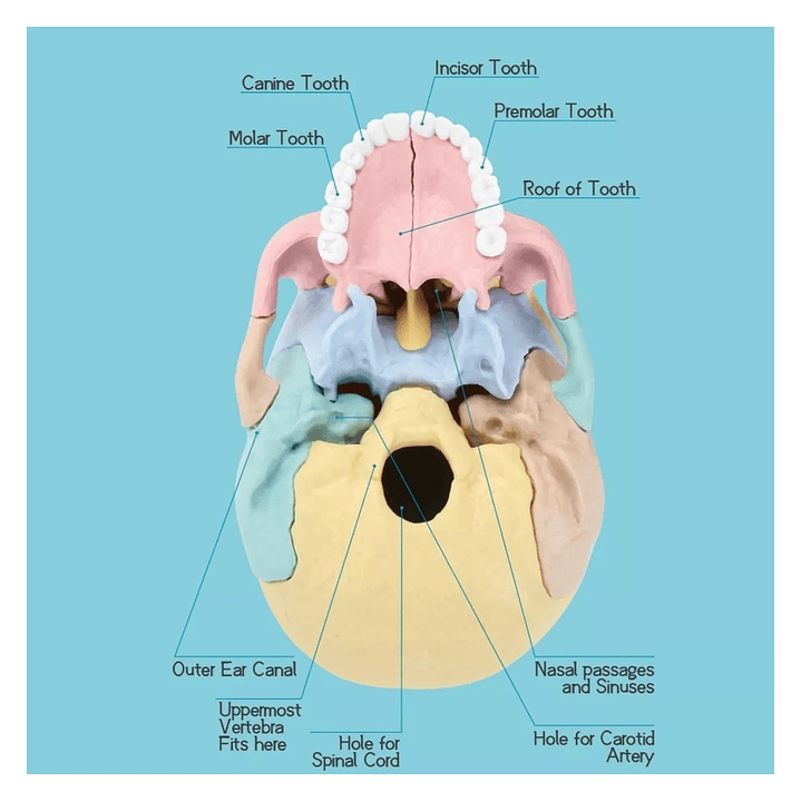 Rompecabezas 3D Modelo Anatómico del Cráneo Humano 55633 8