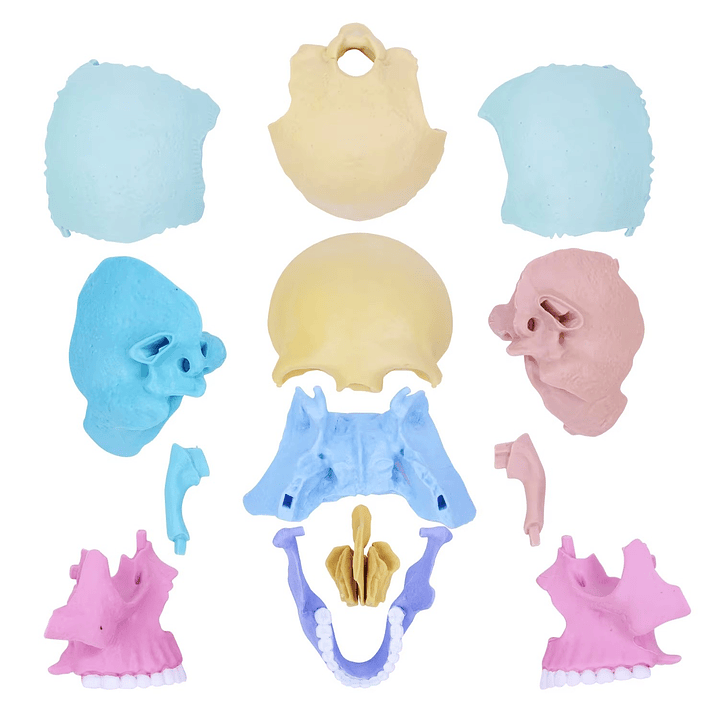 Rompecabezas 3D Modelo Anatómico del Cráneo Humano 55633 9