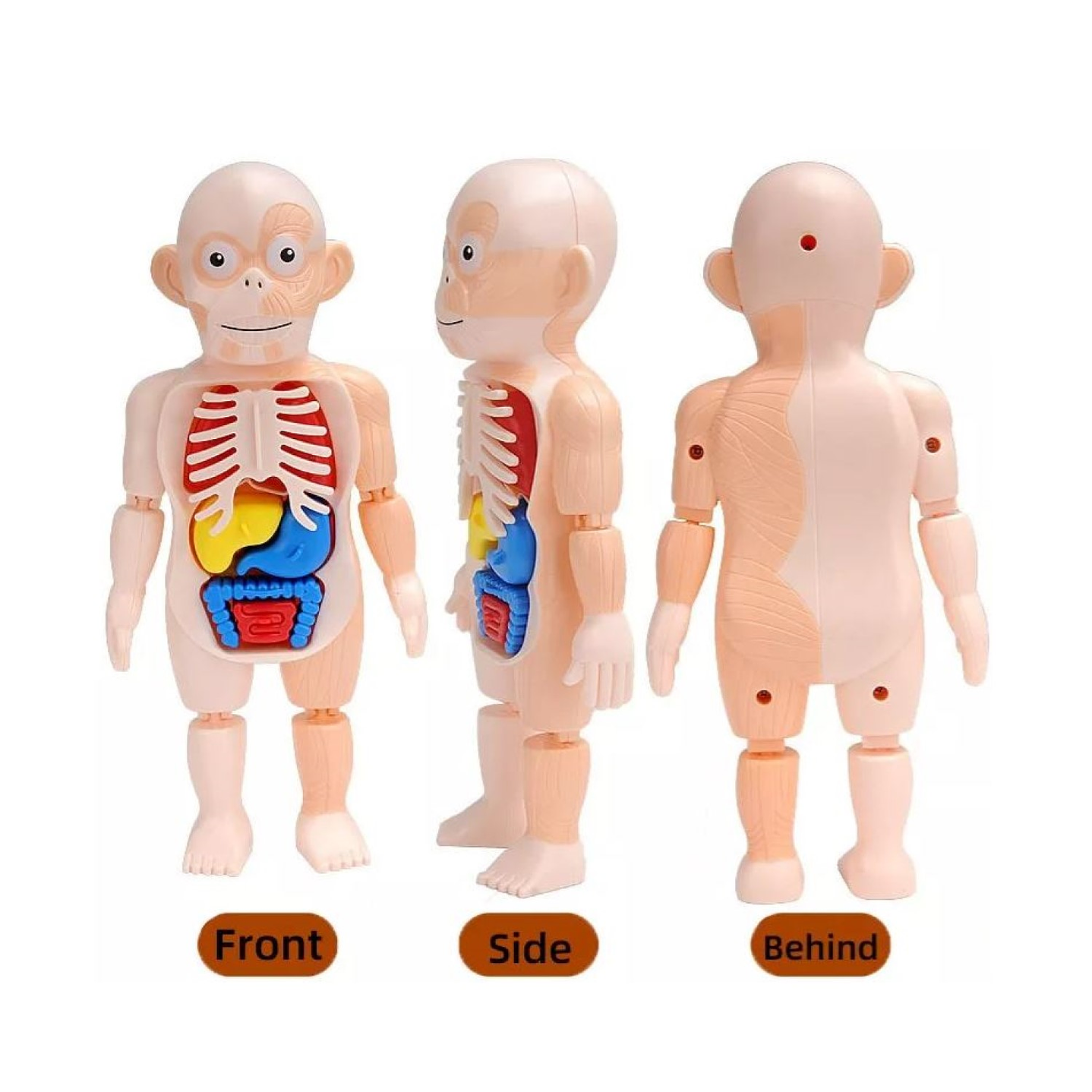 Juguete Rompecabezas Anatomía del Cuerpo Humano 55706 2