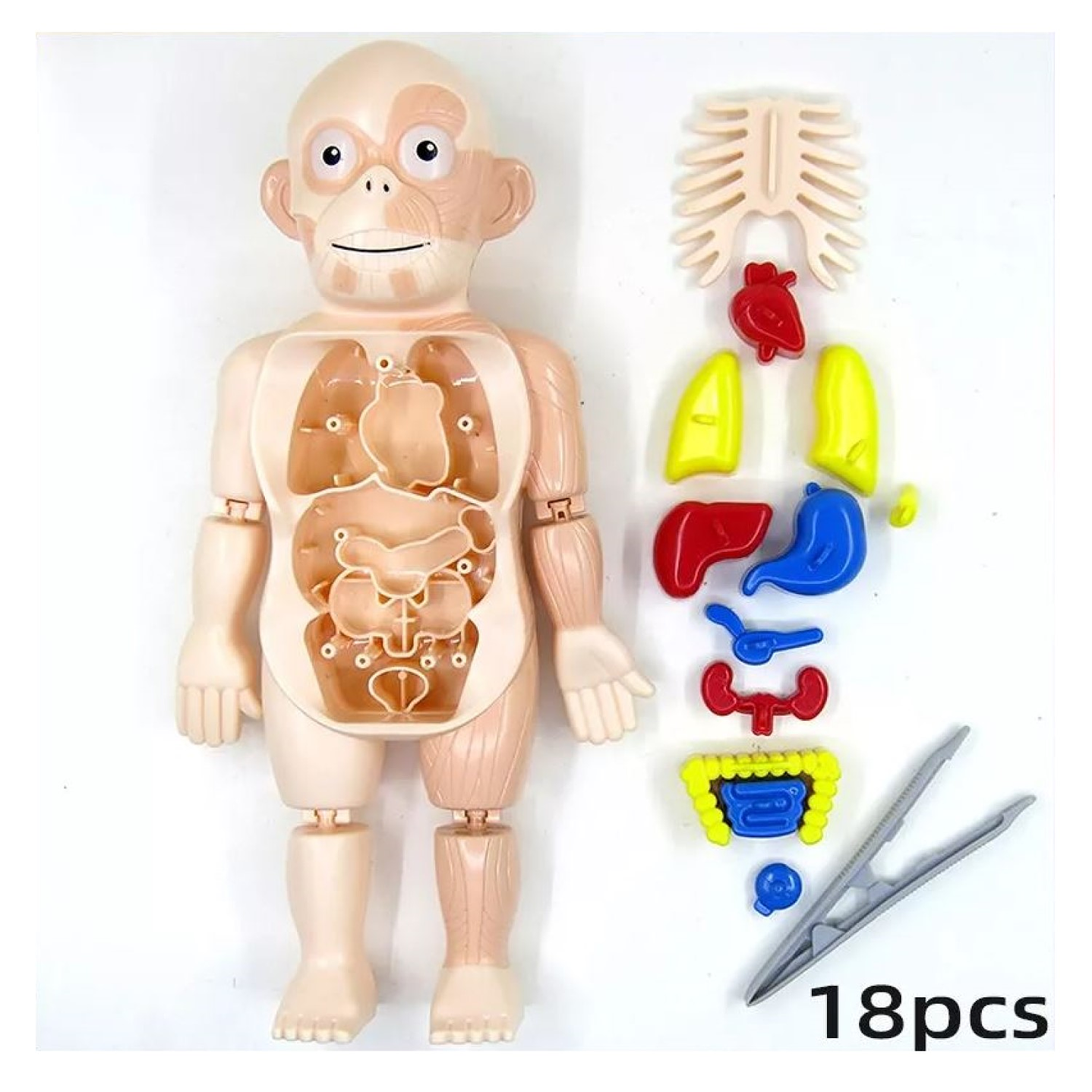 Juguete Rompecabezas Anatomía del Cuerpo Humano 55706 3