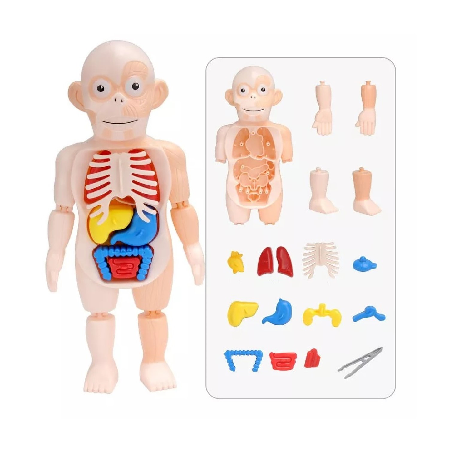 Juguete Rompecabezas Anatomía del Cuerpo Humano 55706 4