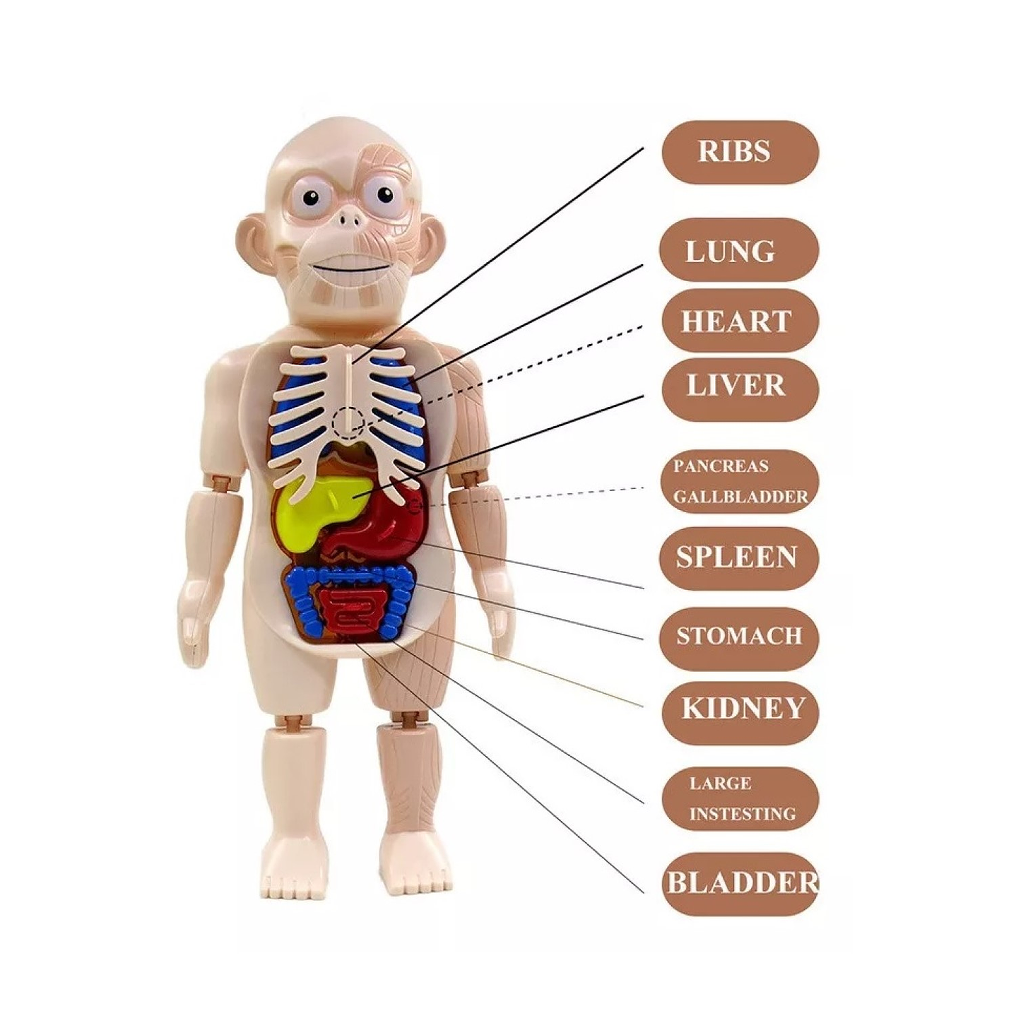 Juguete Rompecabezas Anatomía del Cuerpo Humano 55706 5