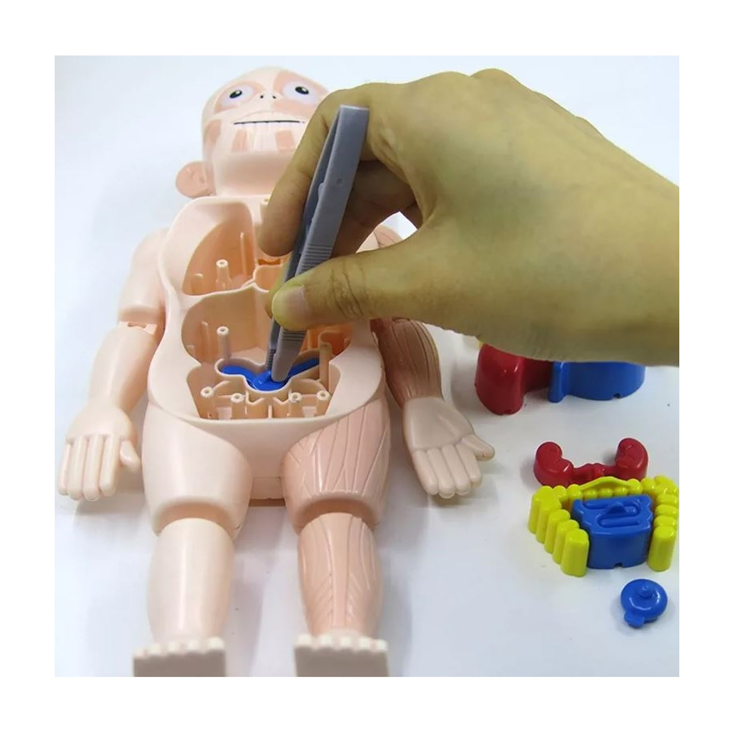 Juguete Rompecabezas Anatomía del Cuerpo Humano 55706 7