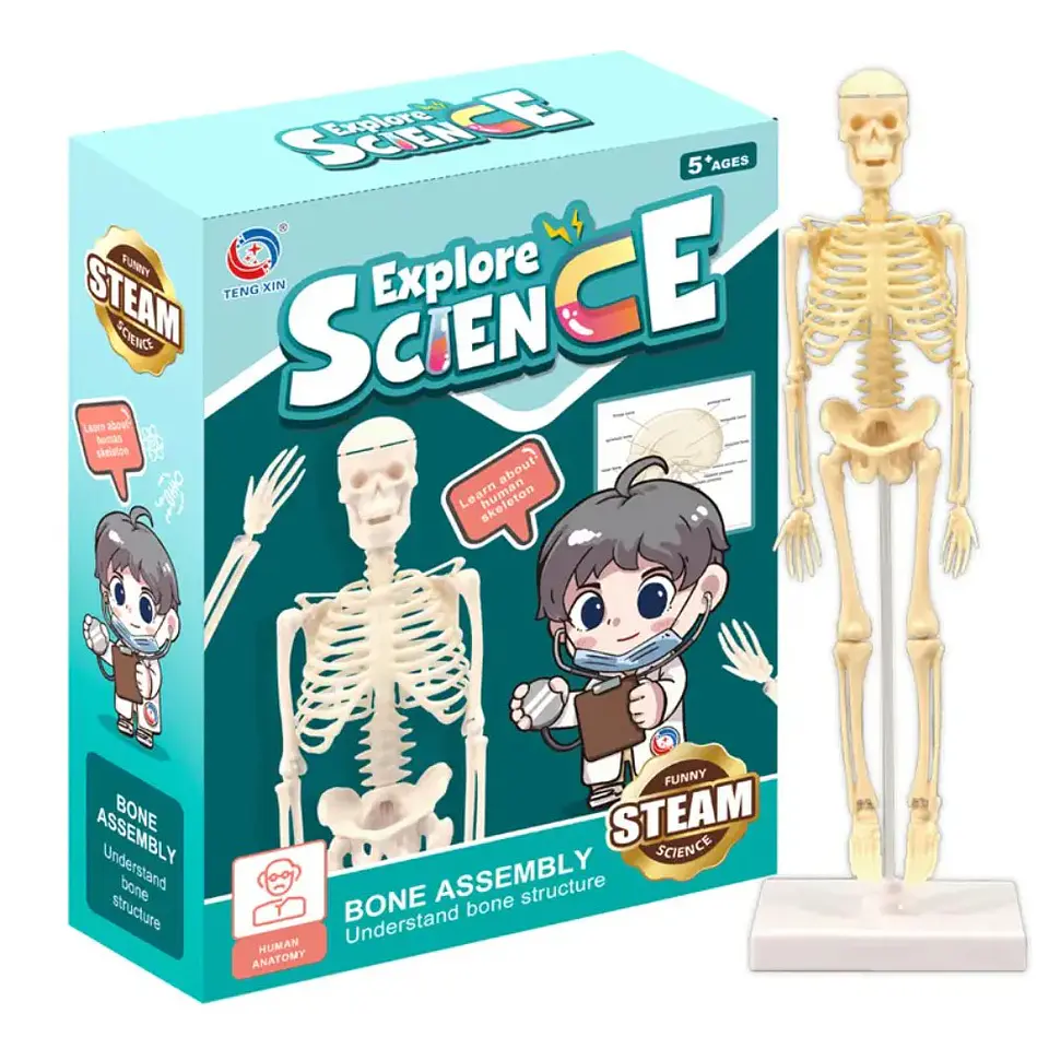 Juguete Científico Modelo Anatómico Esqueleto Humano Armable  1