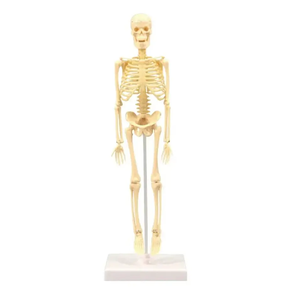 Juguete Científico Modelo Anatómico Esqueleto Humano Armable  2