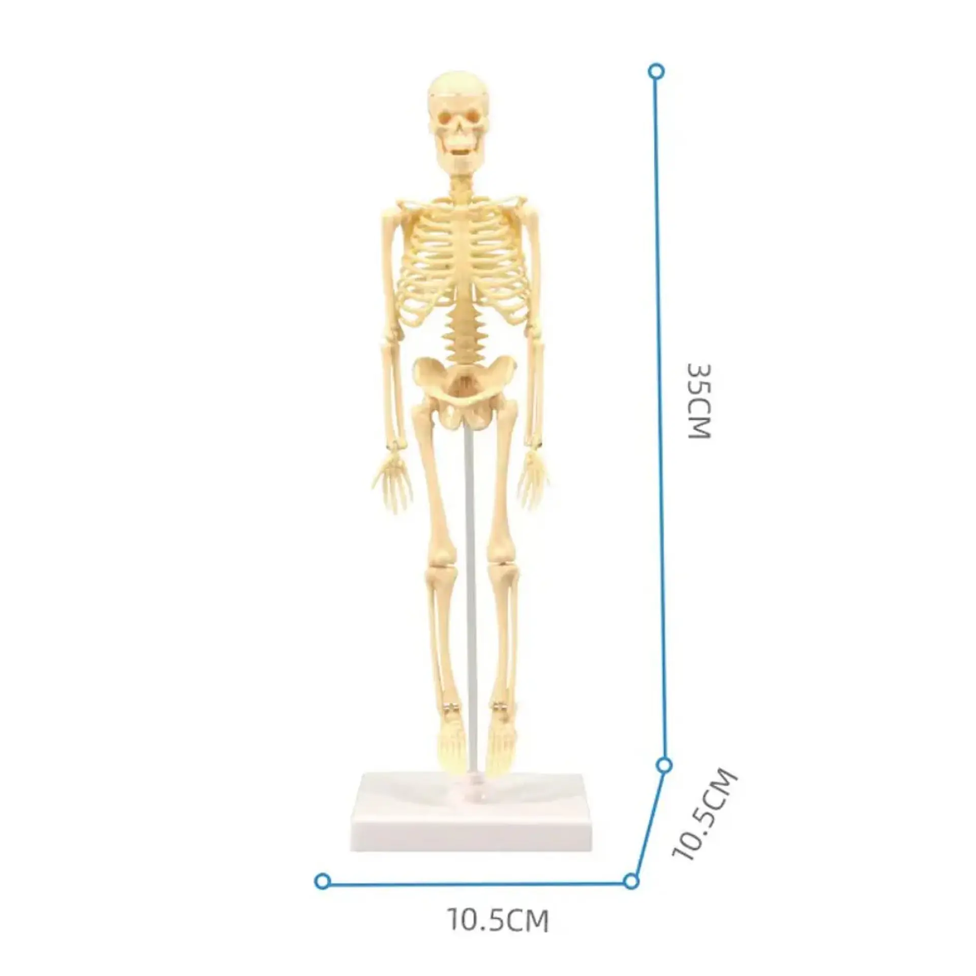 Juguete Científico Modelo Anatómico Esqueleto Humano Armable  3