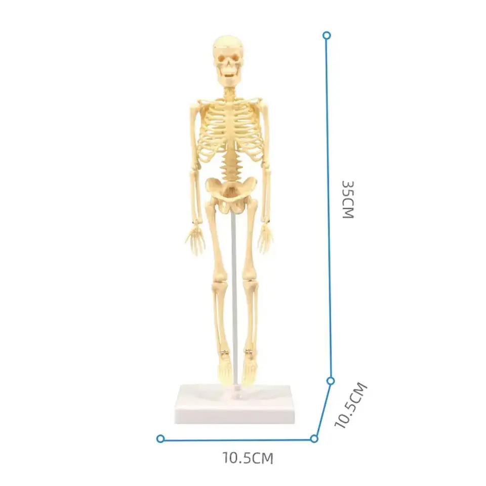 Juguete Científico Modelo Anatómico Esqueleto Humano Armable  3