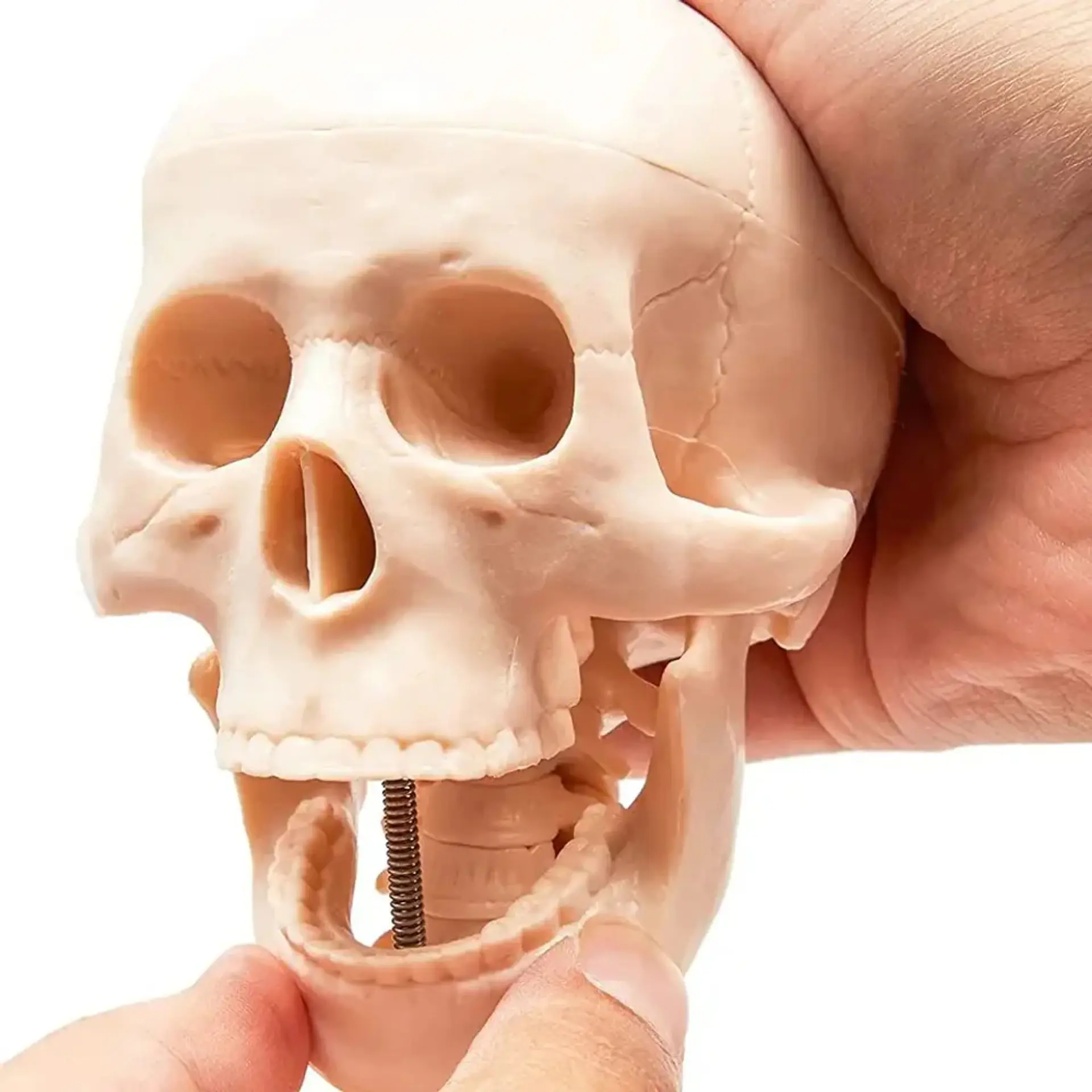 Juguete Científico Modelo Anatómico Esqueleto Humano Armable  4