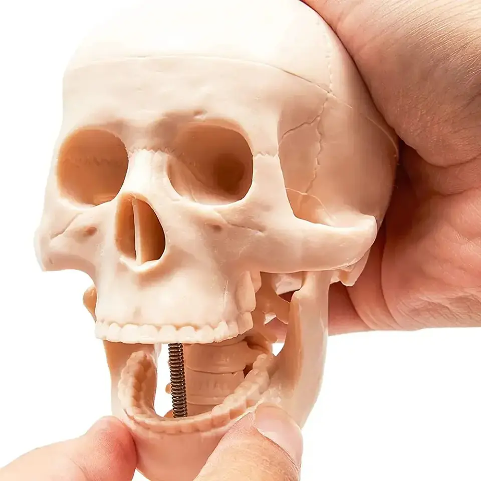 Juguete Científico Modelo Anatómico Esqueleto Humano Armable  4
