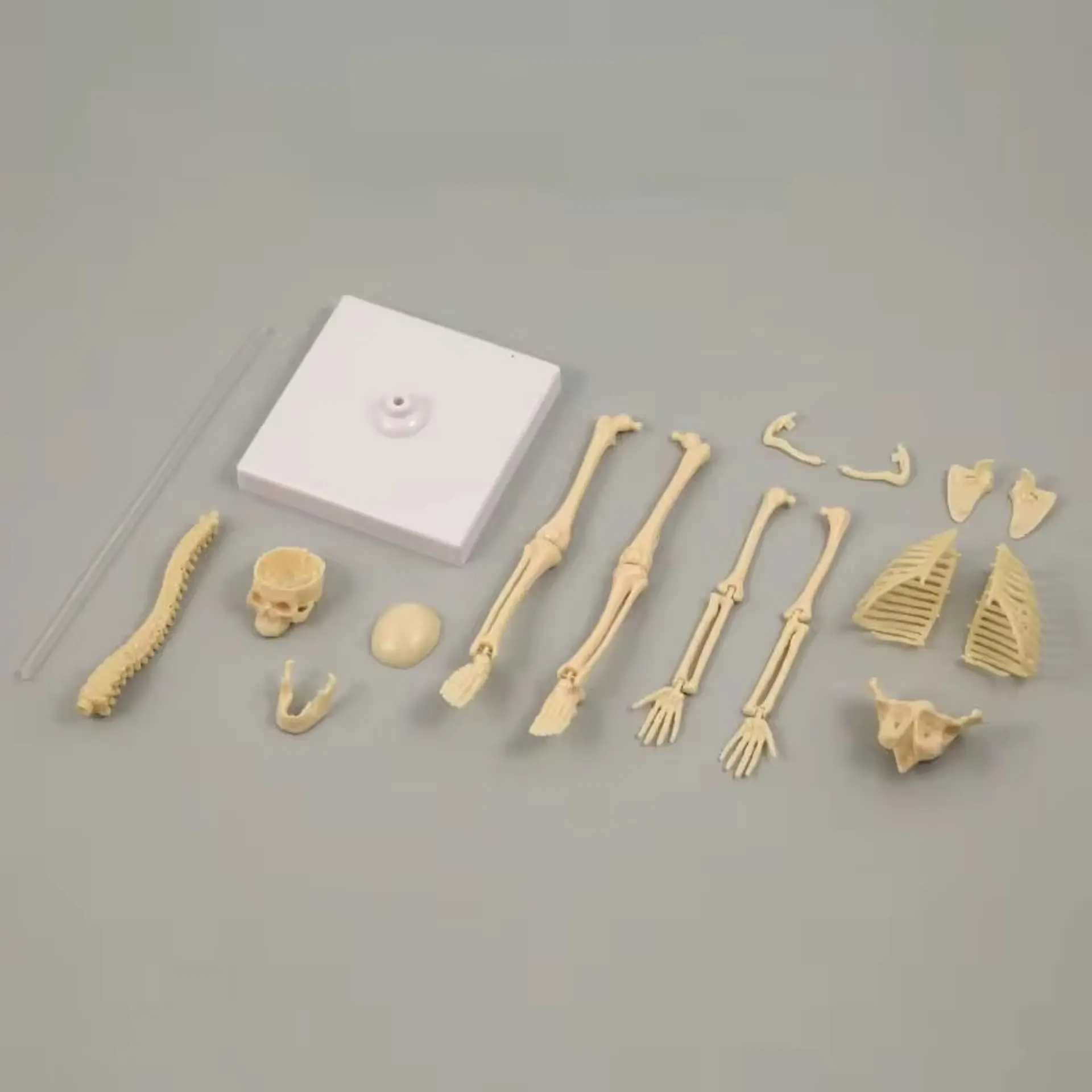 Juguete Científico Modelo Anatómico Esqueleto Humano Armable  5