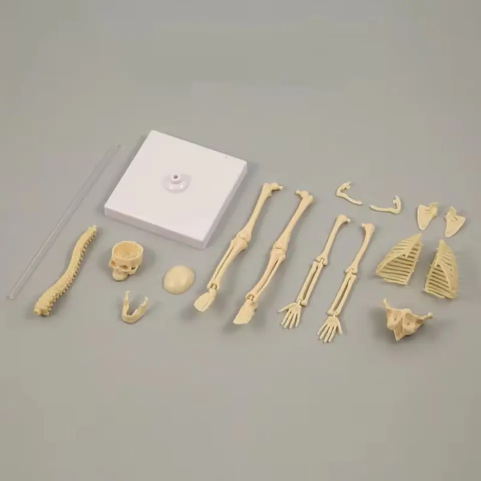 Juguete Científico Modelo Anatómico Esqueleto Humano Armable  5