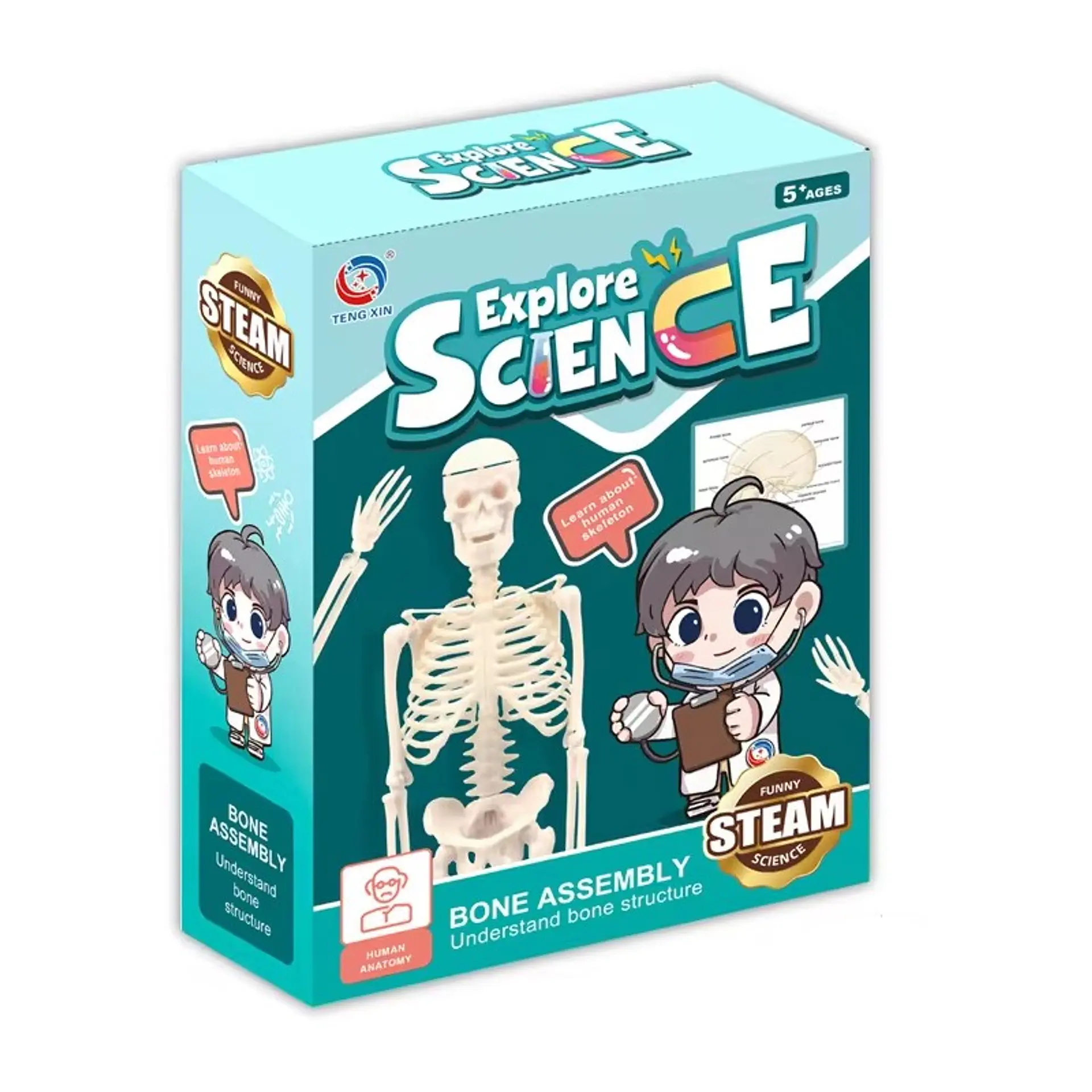 Juguete Científico Modelo Anatómico Esqueleto Humano Armable  6