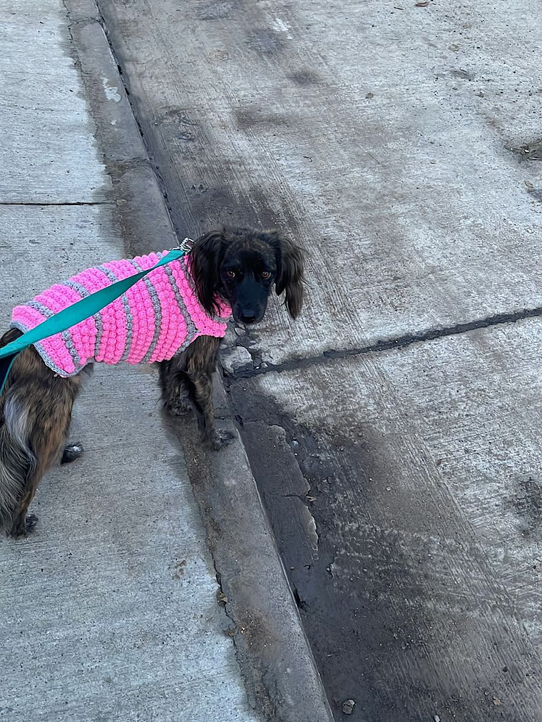 Modelo Burbuja Rosa 1