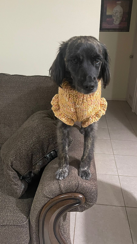 Modelo vuelos mostaza