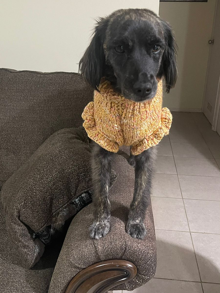 Modelo vuelos mostaza 1