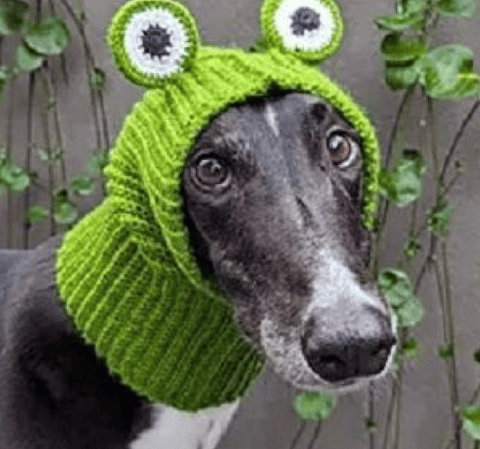 Gorro mascota