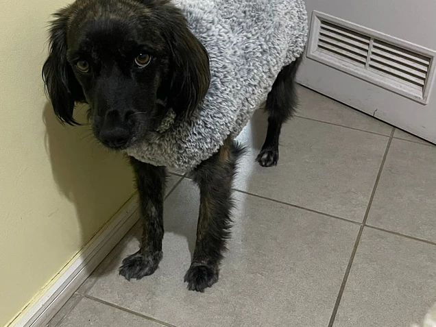 Chalecos para mascotas