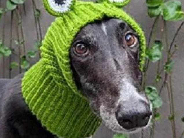 Gorros para mascotas y humanos