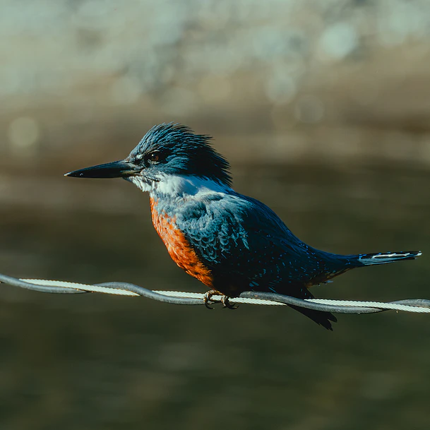 FELIZ DÍA TRABAJADOR 1