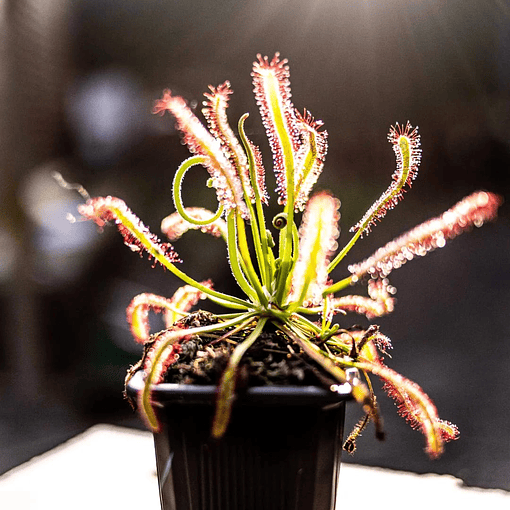 drosera  capensis