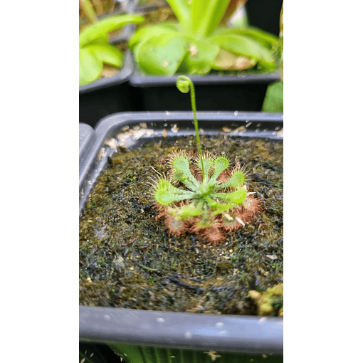 drosera spatulata