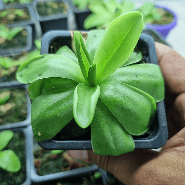 pinguicula agnata x moranensis